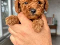 RED TOY POODLE SEVİMLİ YAVRULAR 