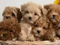 KIRMIZI RENKLİ MALTİPOO CİNSİ YAVRULAR 