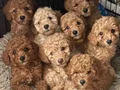 KIRMIZI RENKLİ MALTİPOO CİNSİ YAVRULAR 