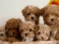 KIRMIZI RENKLİ MALTİPOO CİNSİ YAVRULAR 