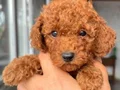 RED TOY POODLE SEVİMLİ YAVRULAR 