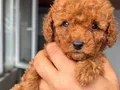 RED TOY POODLE SEVİMLİ YAVRULAR 