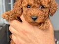 RED TOY POODLE SEVİMLİ YAVRULAR 