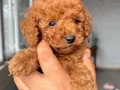 RED TOY POODLE SEVİMLİ YAVRULAR 