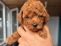 RED TOY POODLE SEVİMLİ YAVRULAR 