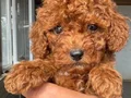 RED TOY POODLE SEVİMLİ YAVRULAR 