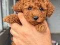 RED TOY POODLE SEVİMLİ YAVRULAR 
