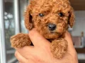 RED TOY POODLE SEVİMLİ YAVRULAR 
