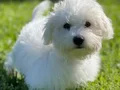 KAR BEYAZ MALTESE TERRİER CİNSLERİ 