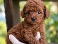 SEVİMLİ TOY POODLE YAVRUMUZ 
