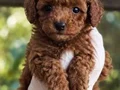 SEVİMLİ TOY POODLE YAVRUMUZ 