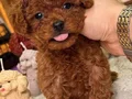 SEVİMLİ TOY POODLE YAVRUMUZ 