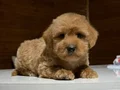 SEVİMLİ TOY POODLE YAVRUMUZ 
