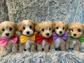 MALTİPOO CİNSİ SEVİMLİ YAVRULAR 