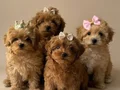 MALTİPOO CİNSİ SEVİMLİ YAVRULAR 
