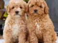 MALTİPOO CİNSİ SEVİMLİ YAVRULAR 