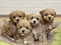 MALTİPOO CİNSİ SEVİMLİ YAVRULAR 