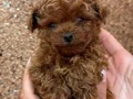 RED TOY POODLE YAVRUMUZ 