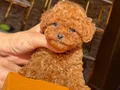 RED TOY POODLE YAVRUMUZ 