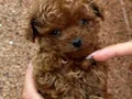 RED TOY POODLE YAVRUMUZ 