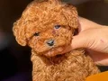 RED TOY POODLE YAVRUMUZ 