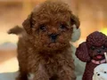 TOY POODLE SEVİMLİ YAVRULAR 