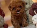 TOY POODLE SEVİMLİ YAVRULAR 
