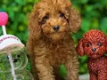 TOY POODLE SEVİMLİ YAVRULAR 