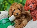 TOY POODLE SEVİMLİ YAVRULAR 