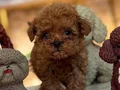 TOY POODLE SEVİMLİ YAVRULAR 
