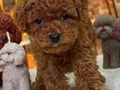 TOY POODLE SEVİMLİ YAVRULAR 