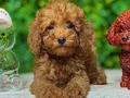 TOY POODLE SEVİMLİ YAVRULAR 