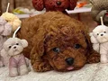 TOY POODLE SEVİMLİ YAVRULAR 