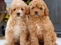 MALTİPOO CİNSİ YAVRULAR EV ÜRETİMİ 