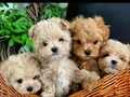 MALTİPOO CİNSİ YAVRULAR EV ÜRETİMİ 
