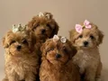 MALTİPOO CİNSİ YAVRULAR EV ÜRETİMİ 