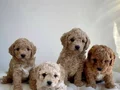 MALTİPOO CİNSİ YAVRULAR EV ÜRETİMİ 