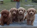 MALTİPOO CİNSİ YAVRULAR EV ÜRETİMİ 