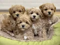 MALTİPOO CİNSİ YAVRULAR EV ÜRETİMİ 