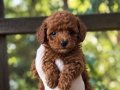 KIPKIRMIZI RED TOY POODLE SEVİMLİ YAVRULAR 