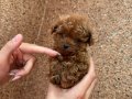 KIPKIRMIZI RED TOY POODLE SEVİMLİ YAVRULAR 