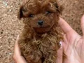 KIPKIRMIZI RED TOY POODLE SEVİMLİ YAVRULAR 