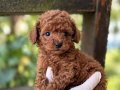 KIPKIRMIZI RED TOY POODLE SEVİMLİ YAVRULAR 