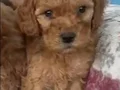 KAHVE TONLU MALTİPOO CİNSİ YAVRULAR 
