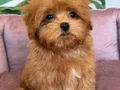 KAHVE TONLU MALTİPOO CİNSİ YAVRULAR 