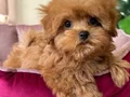 KAHVE TONLU MALTİPOO CİNSİ YAVRULAR 