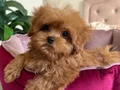 KAHVE TONLU MALTİPOO CİNSİ YAVRULAR 