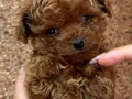 TOY POODLE SEVİMLİ YAVRULAR 