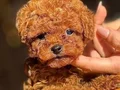 TOY POODLE SEVİMLİ YAVRULAR 