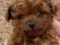 TOY POODLE SEVİMLİ YAVRULAR 